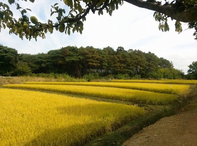 rice field Gyeongsan